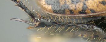 Media type: image;   Entomology 602112 Aspect: hind tibia